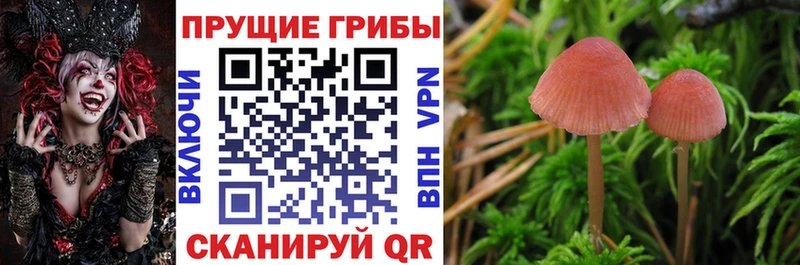 darknet состав  Дивногорск  Галлюциногенные грибы GOLDEN TEACHER 